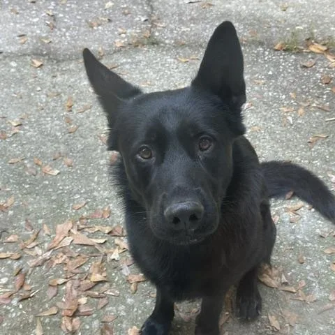An adult large-sized male Black German Shepherd Dog dog named Ghost for adoption in Roswell, GA