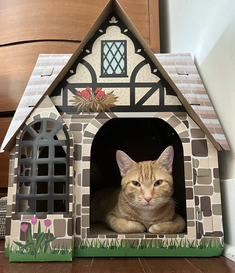 Johnny Drama thumbnail 2