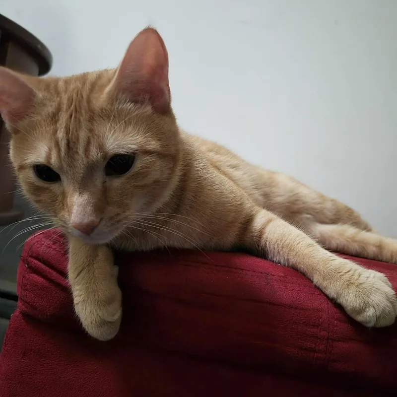 Johnny Drama thumbnail 3