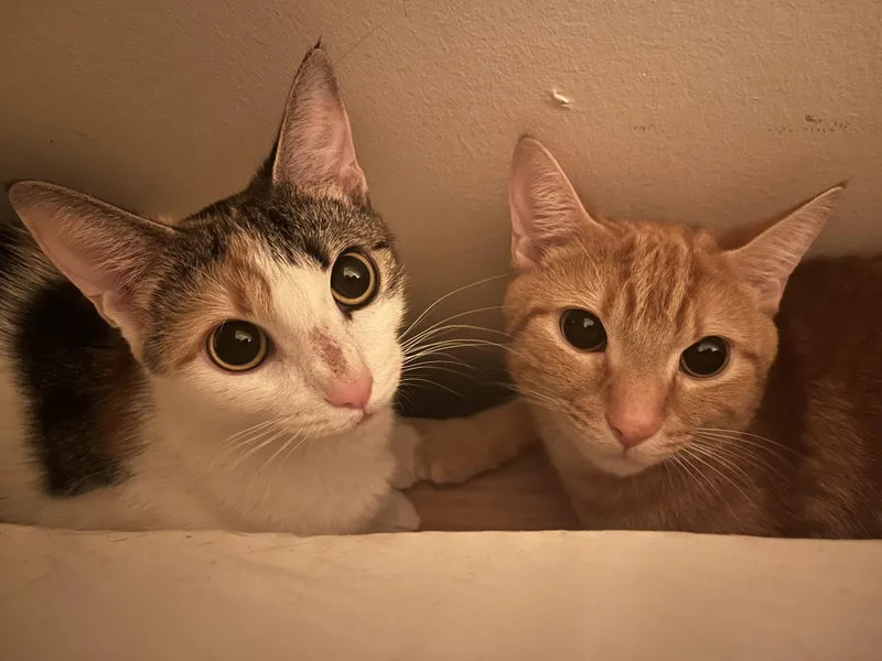 Johnny Drama thumbnail 4