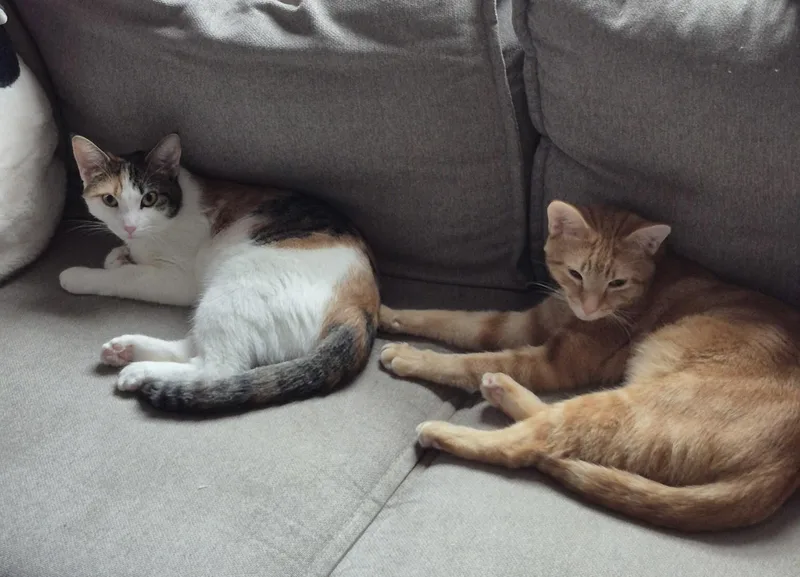 Johnny Drama thumbnail 5