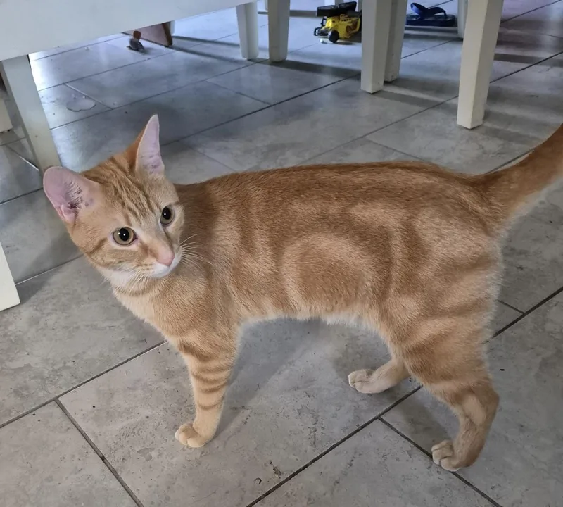 Johnny Drama thumbnail 6