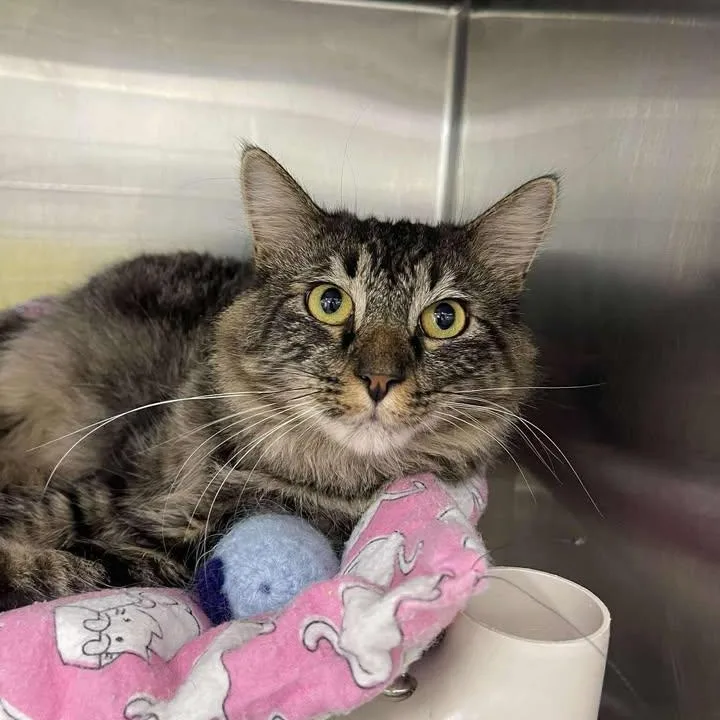 A young medium-sized male Tabby (Brown / Chocolate) Domestic Medium Hair cat named Steven for adoption in Winthrop, ME