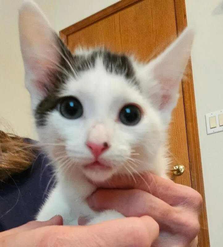 A baby medium-sized female White Domestic Short Hair cat named Isha for adoption in Kennewick, WA