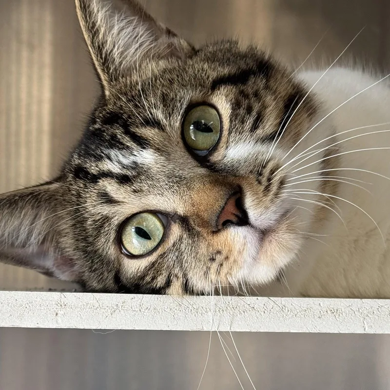 A young medium-sized male Domestic Short Hair cat named Peanut for adoption in Winchendon, MA
