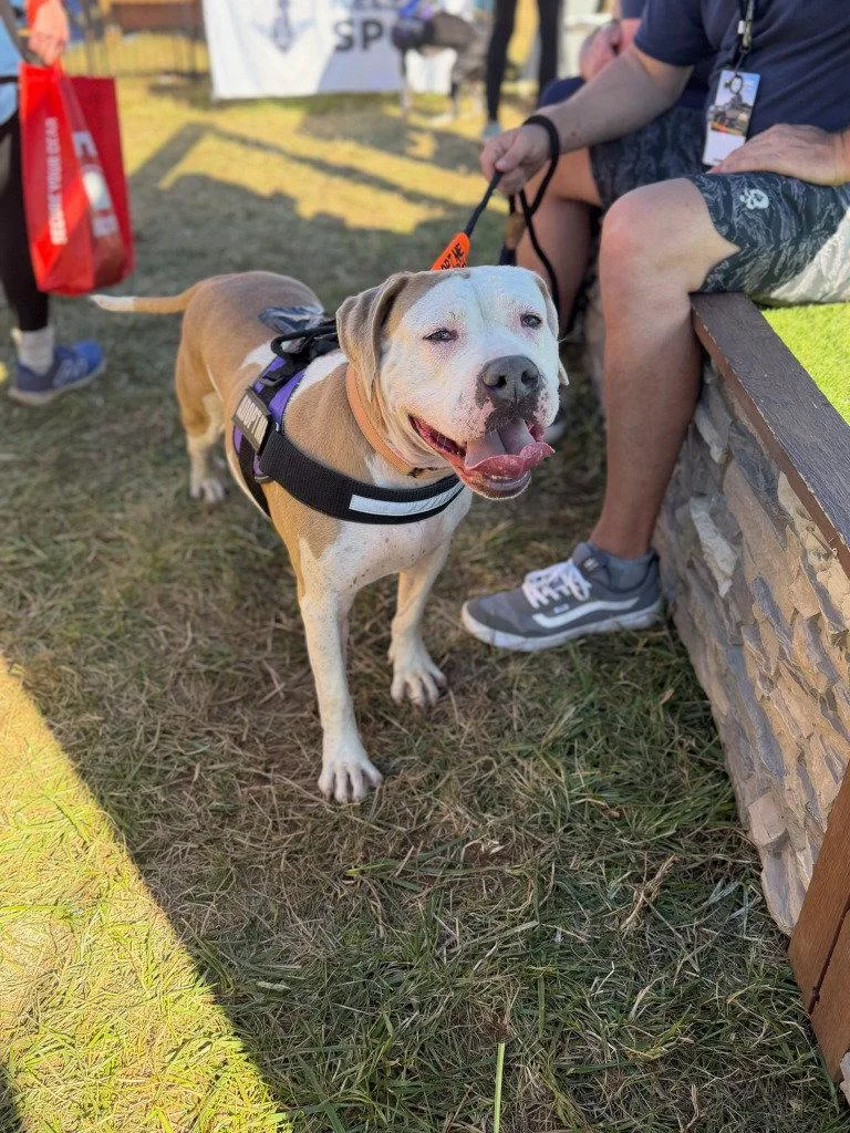 An adult extra large-sized female Pit Bull Terrier dog named Abby for adoption in Lovingston, VA