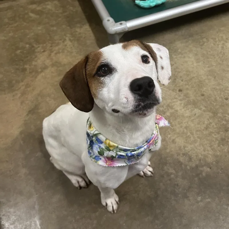 A young medium-sized female White / Cream Hound dog named Lucy for adoption in Tuscaloosa, AL
