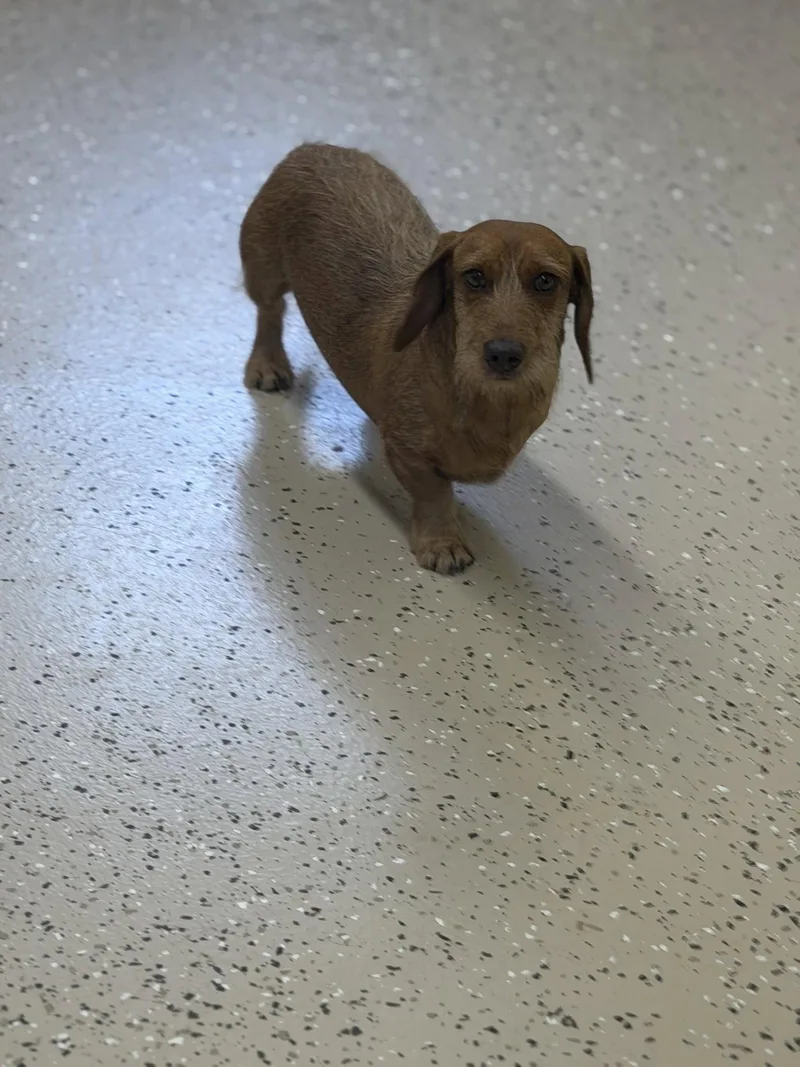 An adult small-sized male Dachshund dog named Quixote for adoption in York, SC