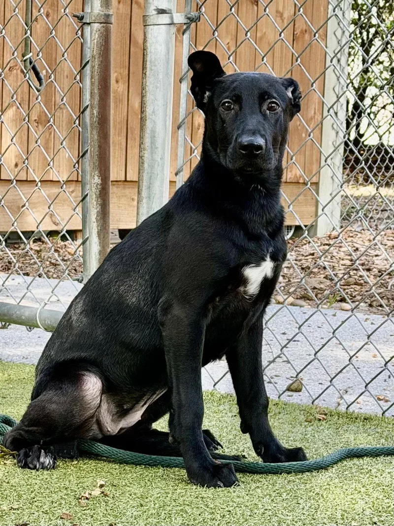 A young medium-sized female Labrador Retriever dog named Betty White for adoption in Hilton Head Island, SC