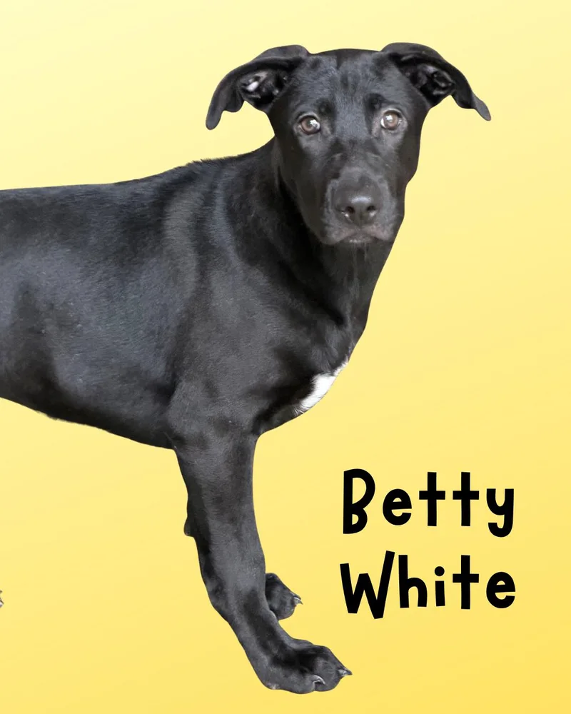 Betty White thumbnail 2
