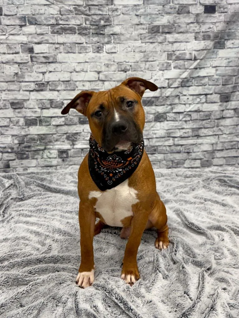 A baby medium-sized male American Bulldog dog named Rooney for adoption in Muskegon, MI