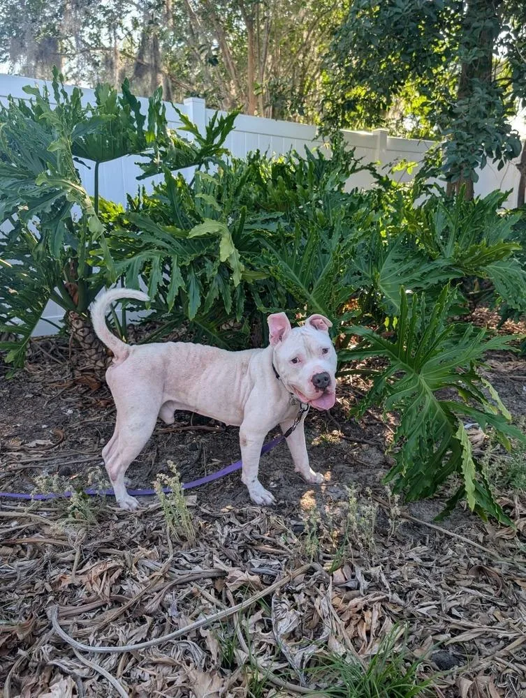 An adult medium-sized male White / Cream American Bulldog dog named Nanook for adoption in Lakeland, FL
