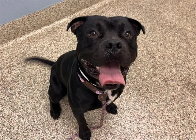 An adult large-sized male Pit Bull Terrier dog named Eli for adoption in Colorado Springs, CO