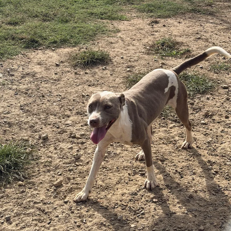 A young medium-sized female Pit Bull Terrier dog named Katie for adoption in Senatobia, MS