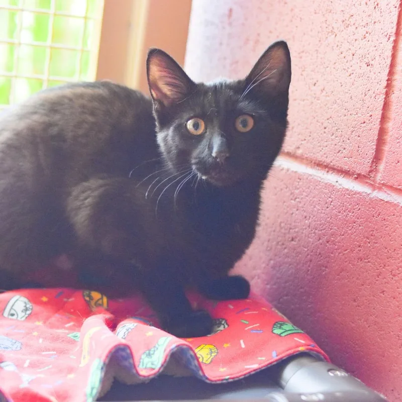 A young small-sized female Black Domestic Short Hair cat named Tina for adoption in Kailua Kona, HI