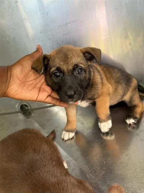 A baby large-sized female Mixed Breed dog named Philly for adoption in Dallas, TX