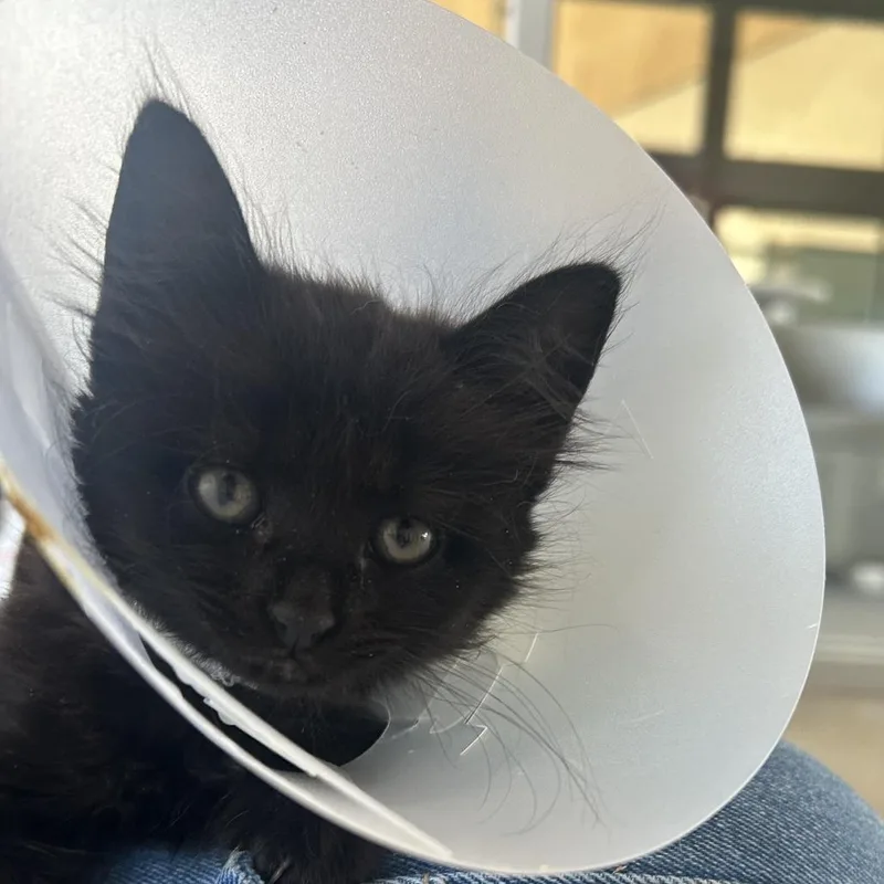 A baby small-sized male Black Domestic Short Hair cat named Jod for adoption in Leander, TX