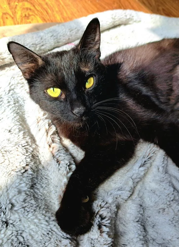 An adult medium-sized female Black Domestic Short Hair cat named Popsicle for adoption in Lansing, MI