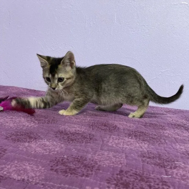 A baby small-sized female Brown / Chocolate Domestic Short Hair cat named Raindrop for adoption in Woodland, CA