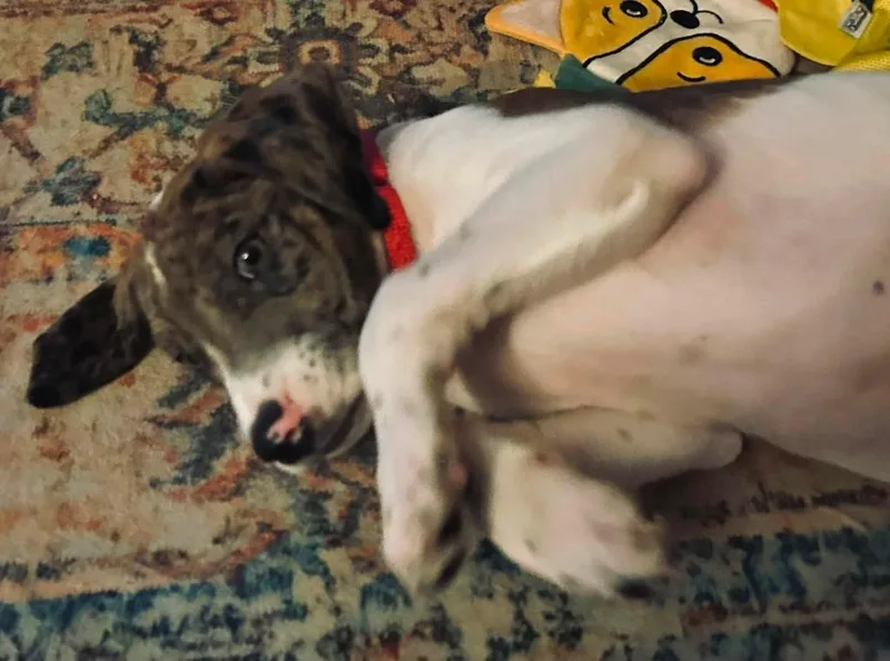 A baby medium-sized male Mixed Breed dog named Zip for adoption in Fond Du Lac, WI