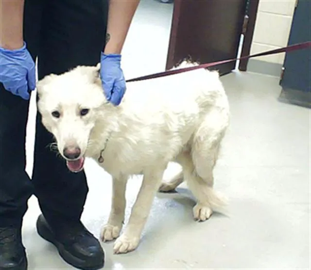 A young large-sized male German Shepherd Dog dog named A for adoption in Fayetteville, NC