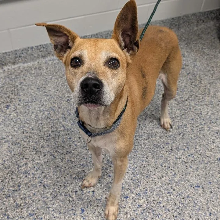A senior medium-sized male Yellow / Tan / Blond / Fawn Carolina Dog dog named Apache for adoption in Greenville, SC