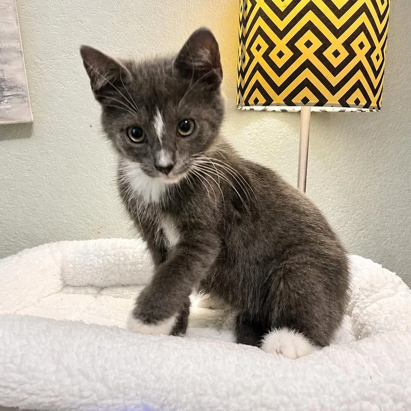 A baby medium-sized male Gray & White Domestic Short Hair cat named Gritty for adoption in Martinsville, IN