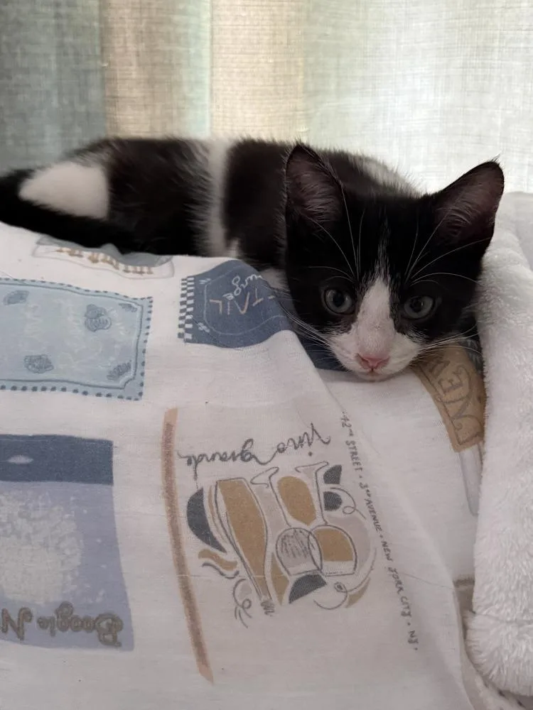 A baby small-sized male Black & White / Tuxedo Domestic Short Hair cat named Yang for adoption in Hudson, NH