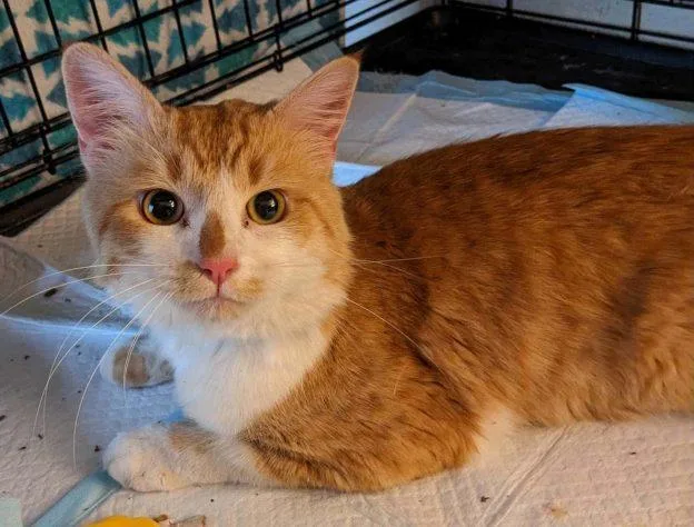 A young medium-sized male Tabby (Orange / Red) Domestic Short Hair cat named Absolem for adoption in Anchorage, AK