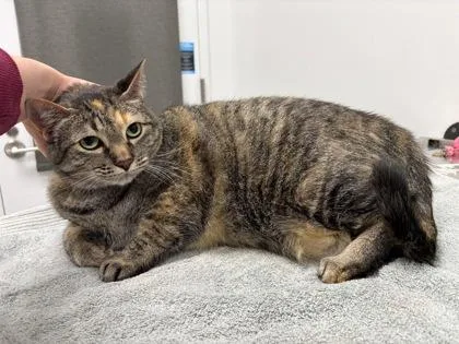An adult large-sized female Brown / Chocolate Domestic Short Hair cat named Penny for adoption in Kansas City, MO