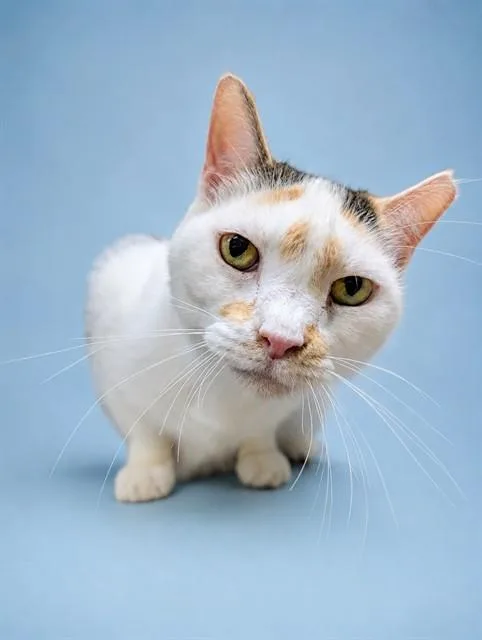 An adult small-sized female Domestic Short Hair cat named Mabel for adoption in Westminster, MD