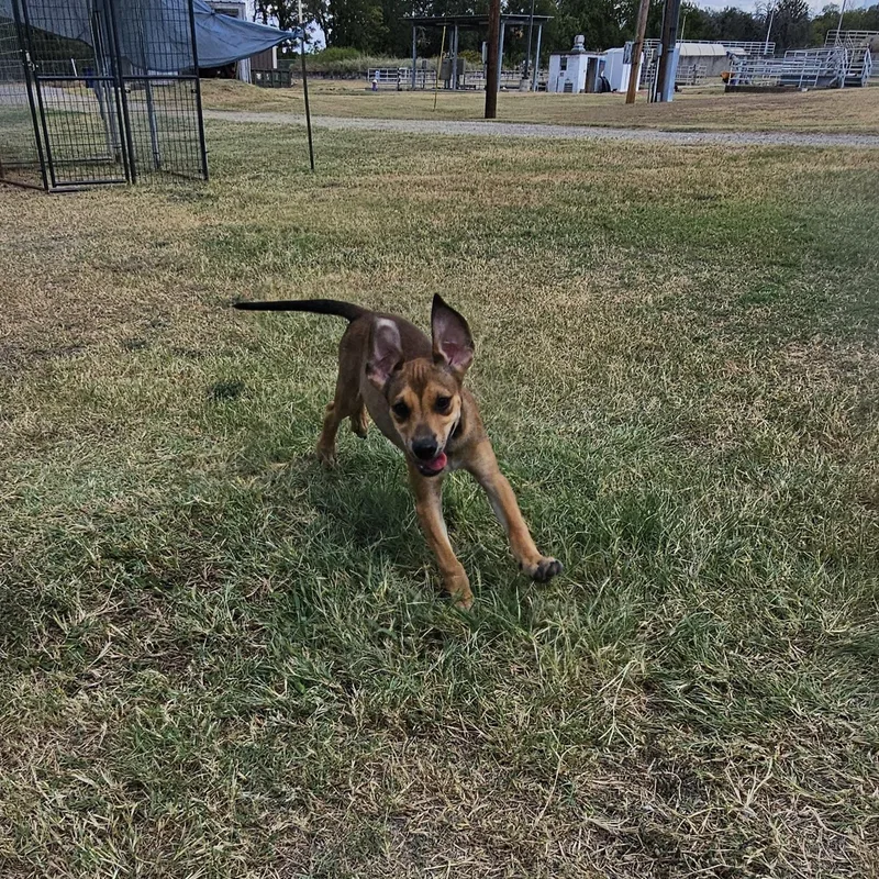 A baby small-sized male Apricot / Beige Black Mouth Cur dog named Wolfie for adoption in Hamilton , TX