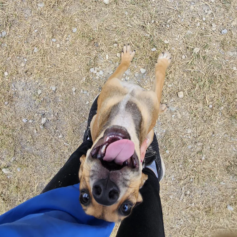 Wolfie thumbnail 3