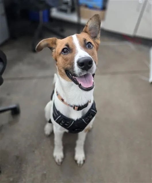 A young large-sized male Mixed Breed dog named Chance for adoption in Dallas, TX