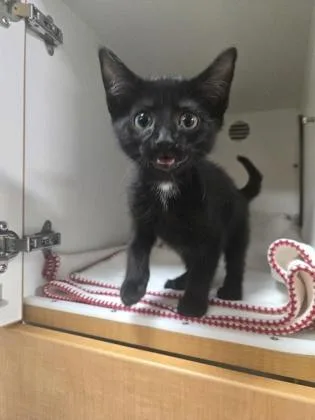 A baby small-sized female Domestic Short Hair cat named Parsley for adoption in Savannah, GA