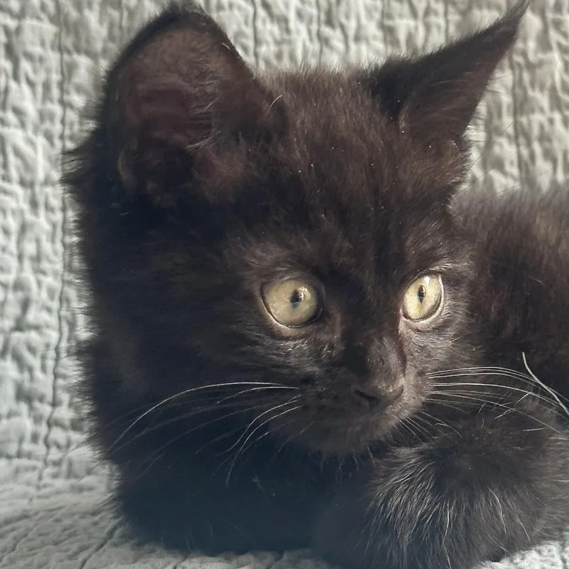 A baby small-sized female Domestic Short Hair cat named Buttercup for adoption in Cumming, GA