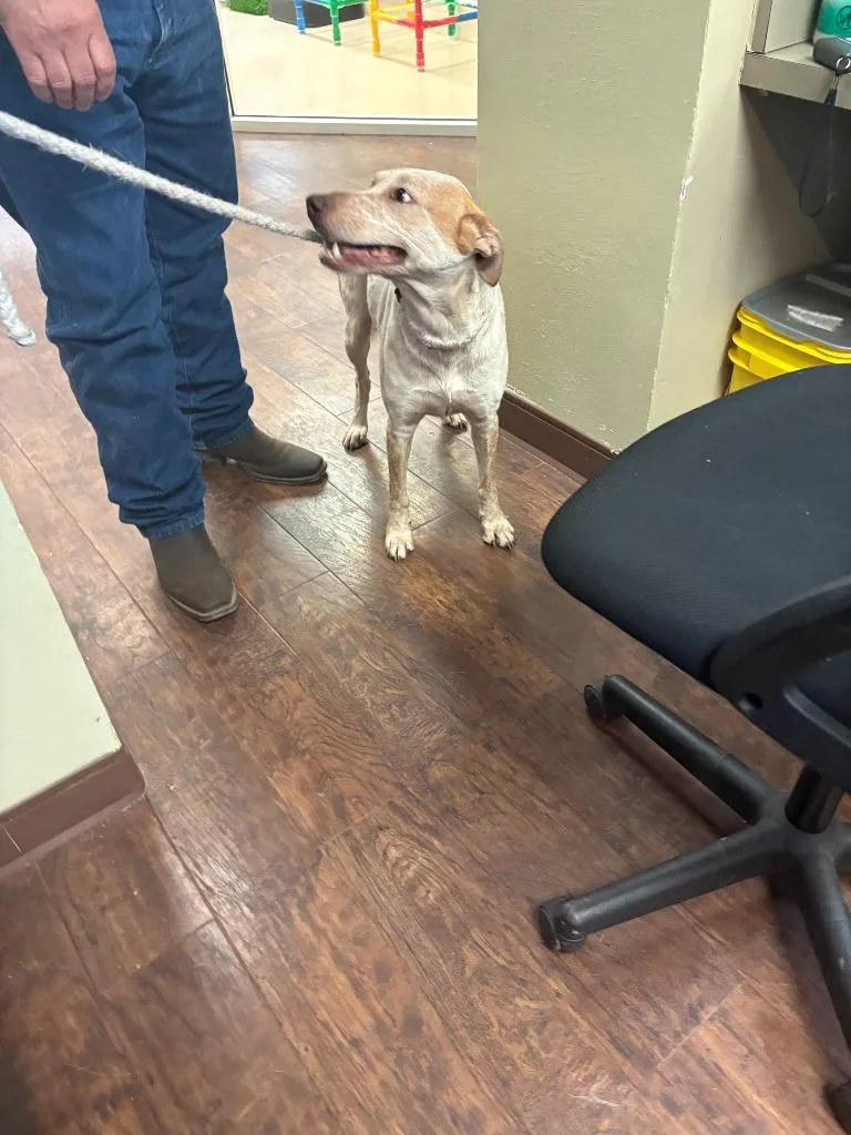 Dog Kennel thumbnail 4