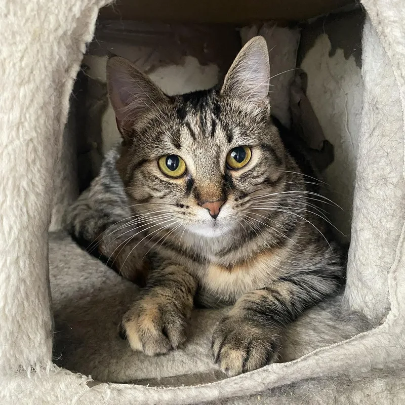 A young medium-sized female Tabby (Brown / Chocolate) Domestic Short Hair cat named Kiwi Bird for adoption in Royal Oak, MI