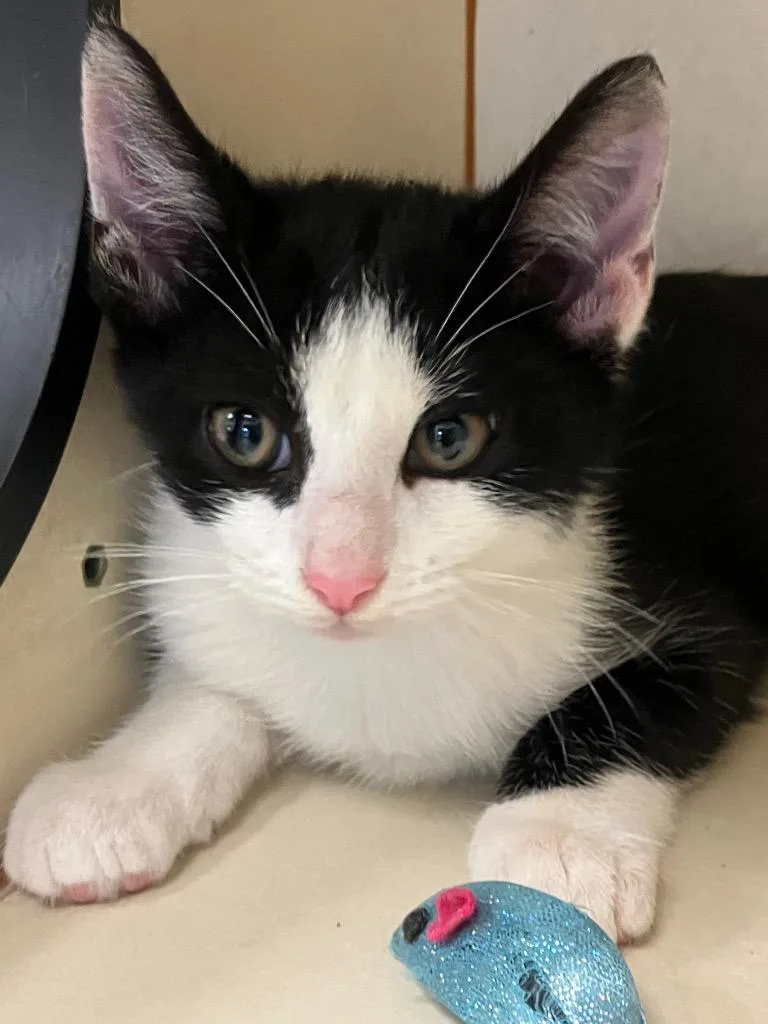 A baby medium-sized male Domestic Short Hair cat named Chicken for adoption in Christiansburg, VA