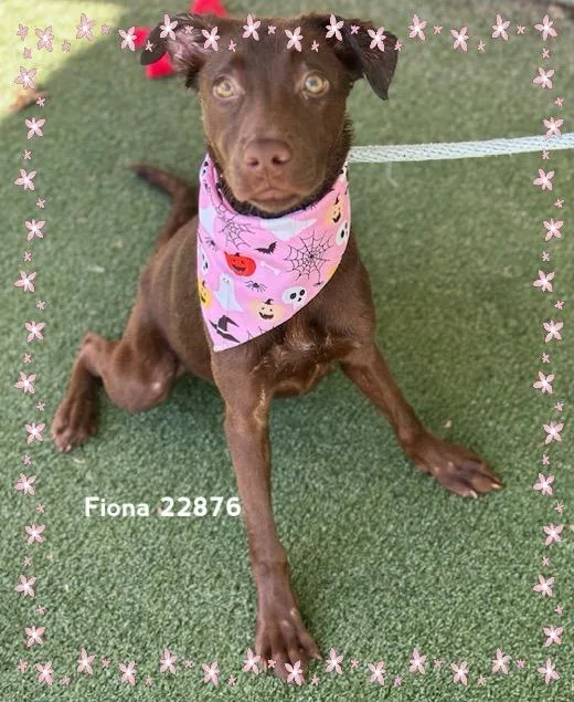 A baby medium-sized female Labrador Retriever dog named Fiona for adoption in Marietta, GA