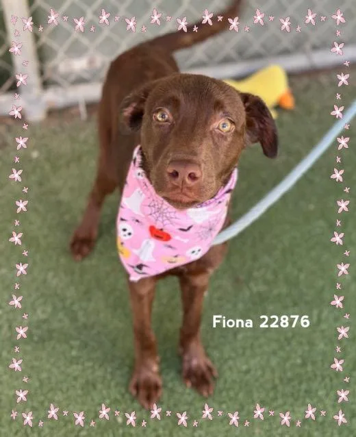 Fiona thumbnail 5