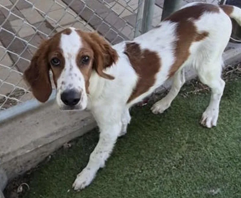 A young large-sized male Irish Setter dog named Declan for adoption in Denton, TX