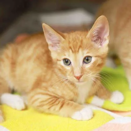 A baby small-sized female Orange / Red Domestic Short Hair cat named Doctor Provolone for adoption in Atlanta, GA