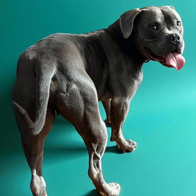 An adult medium-sized male Gray / Blue / Silver Pit Bull Terrier dog named Santo for adoption in Olathe, KS