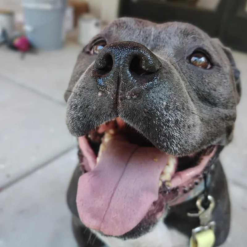 An adult medium-sized female Gray / Blue / Silver Pit Bull Terrier dog named Ice for adoption in Evensville, TN