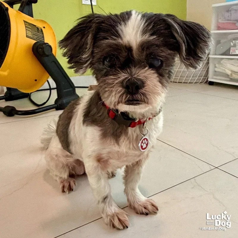A senior small-sized female Shih Tzu dog named Lucero for adoption in Washington, DC