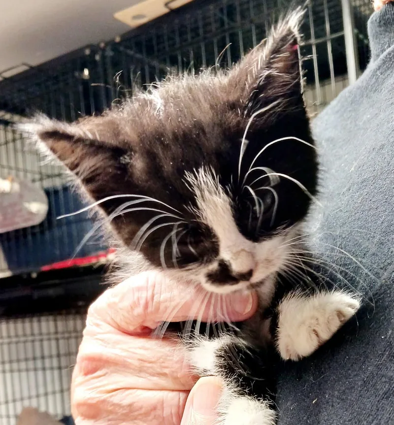 A baby medium-sized male Black & White / Tuxedo Domestic Short Hair cat named Frio for adoption in Bulverde, TX
