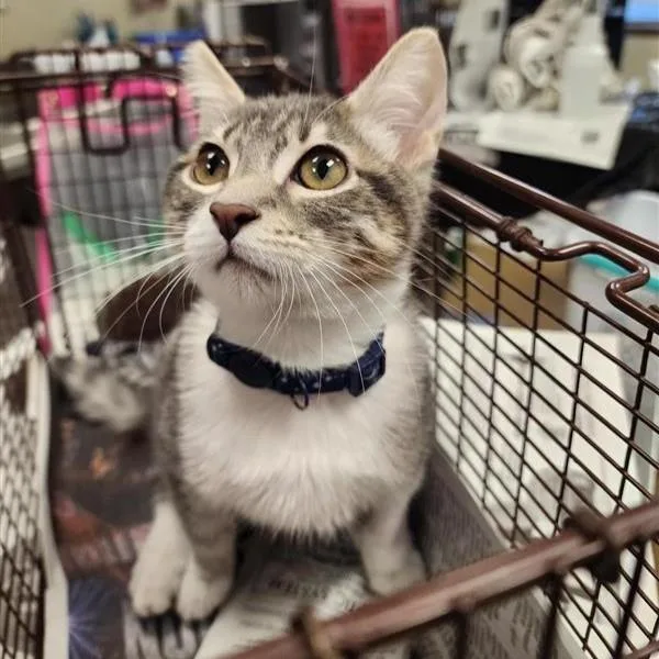 A baby small-sized male Domestic Short Hair cat named Nascar for adoption in San Antonio, TX