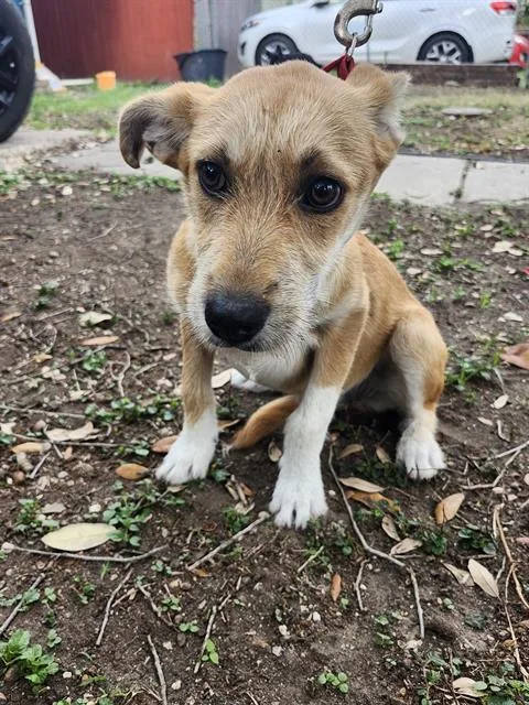 A young small-sized female Terrier dog named Petunia for adoption in San Antonio, TX