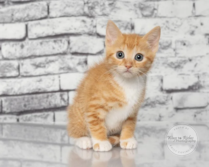 A baby medium-sized female Tabby (Orange / Red) Domestic Short Hair cat named Liv for adoption in Tuscaloosa, AL